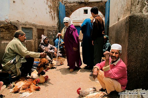 marrakechi au souk des poules.jpg