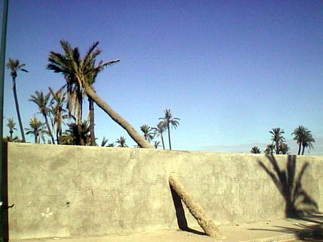 palmier dans mur.JPG